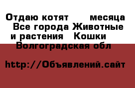 Отдаю котят. 1,5 месяца - Все города Животные и растения » Кошки   . Волгоградская обл.